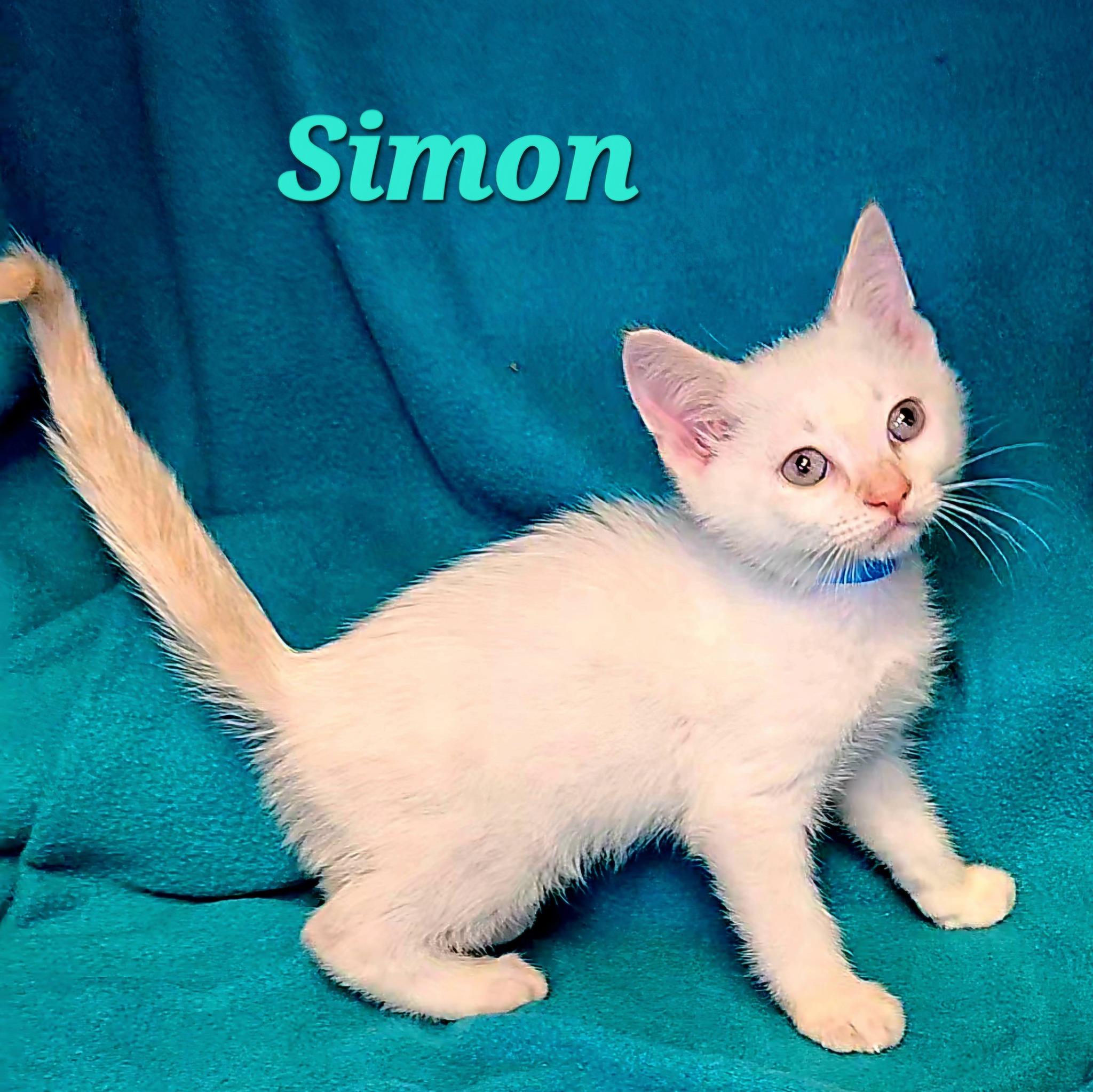 Simon, adopted, Kitten Male Siamese.