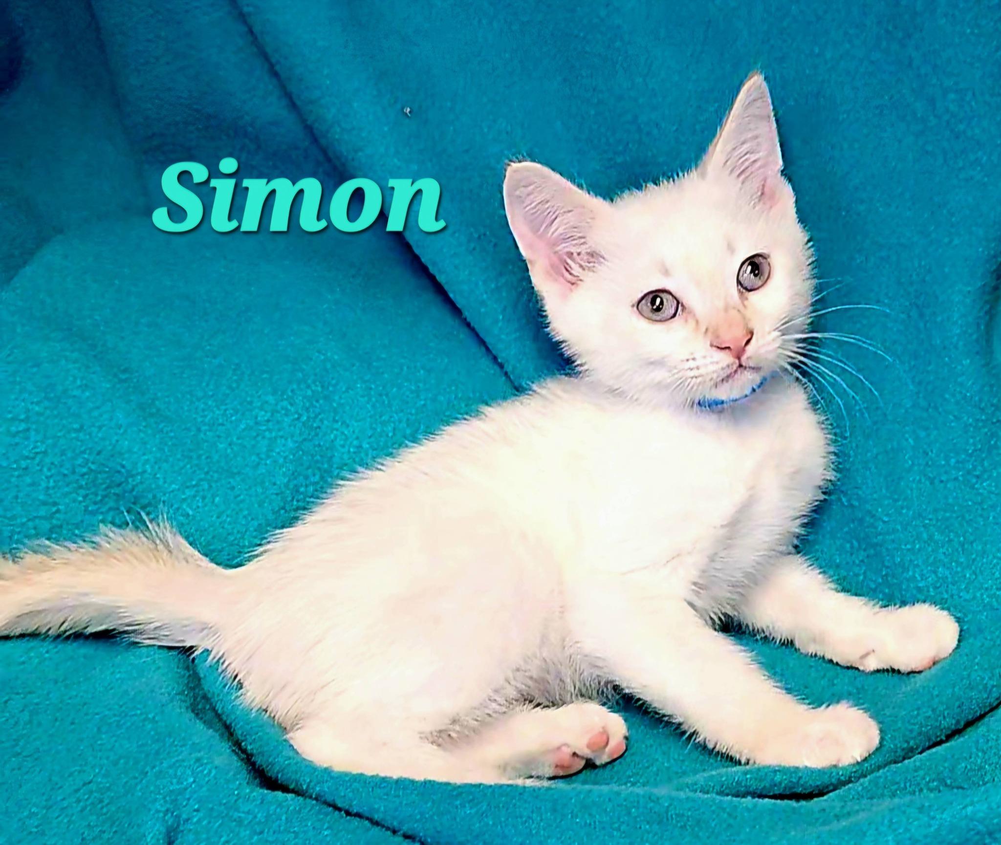 Enlarge Simon, an adopted Siamese in Macon, GA image 2/2