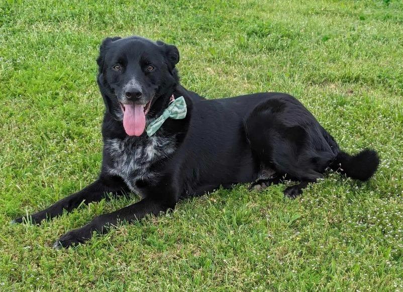 Cody, Adoptable, Senior Male Border Collie & Labrador Retriever.
