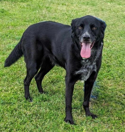 Enlarge Cody, a Adoptable mixed breed in Arlington, TX image 2/3