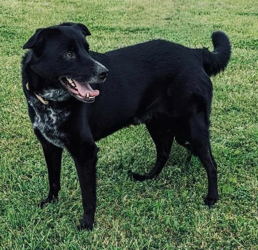 Enlarge Cody, a Adoptable mixed breed in Arlington, TX image 3/3