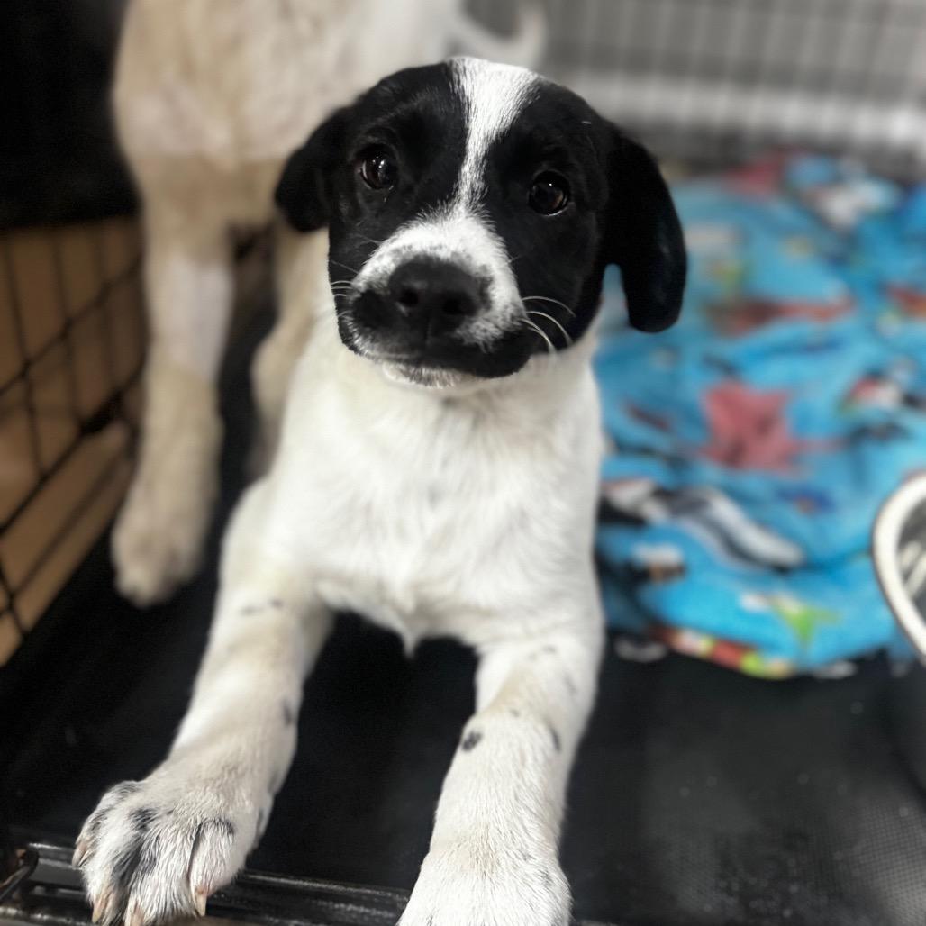 Aladdin, Adoptable, Puppy Male Labrador Retriever.