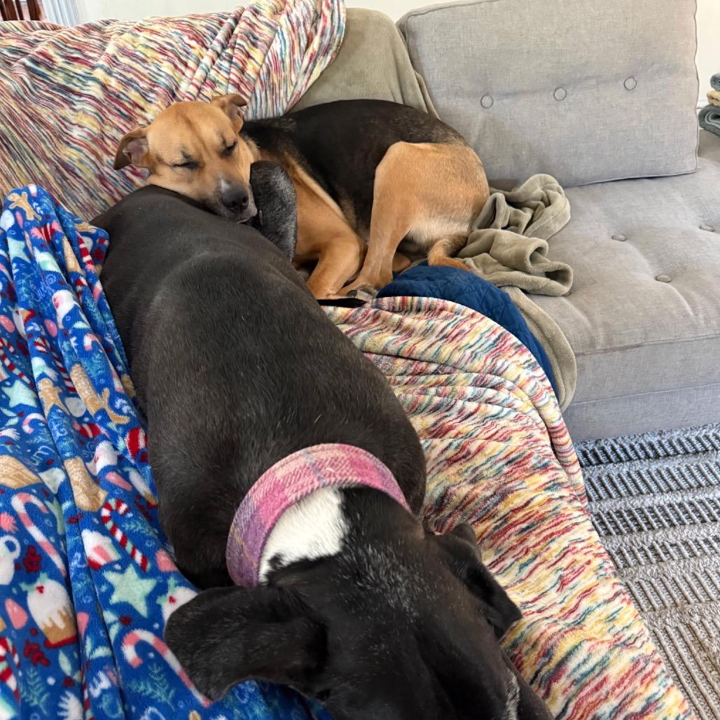 Maisie @ Foster, Adoptable, Adult Female Mixed Breed.