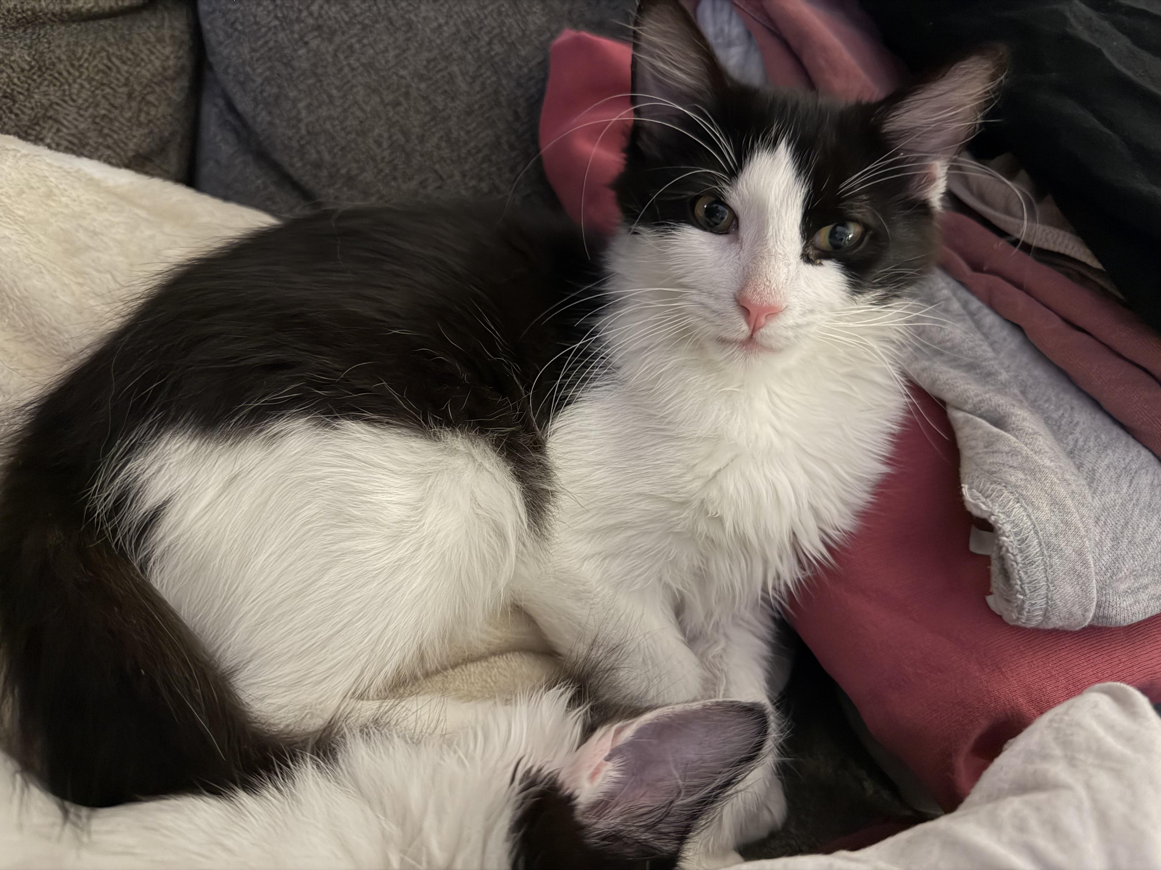 Enlarge Cookies & Cream, a Adoptable mixed breed in Crystal Lake, IL image 6/6