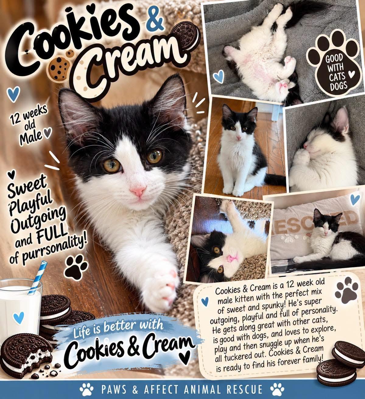 Cookies & Cream, Adoptable, Kitten Male Domestic Long Hair & Tuxedo.
