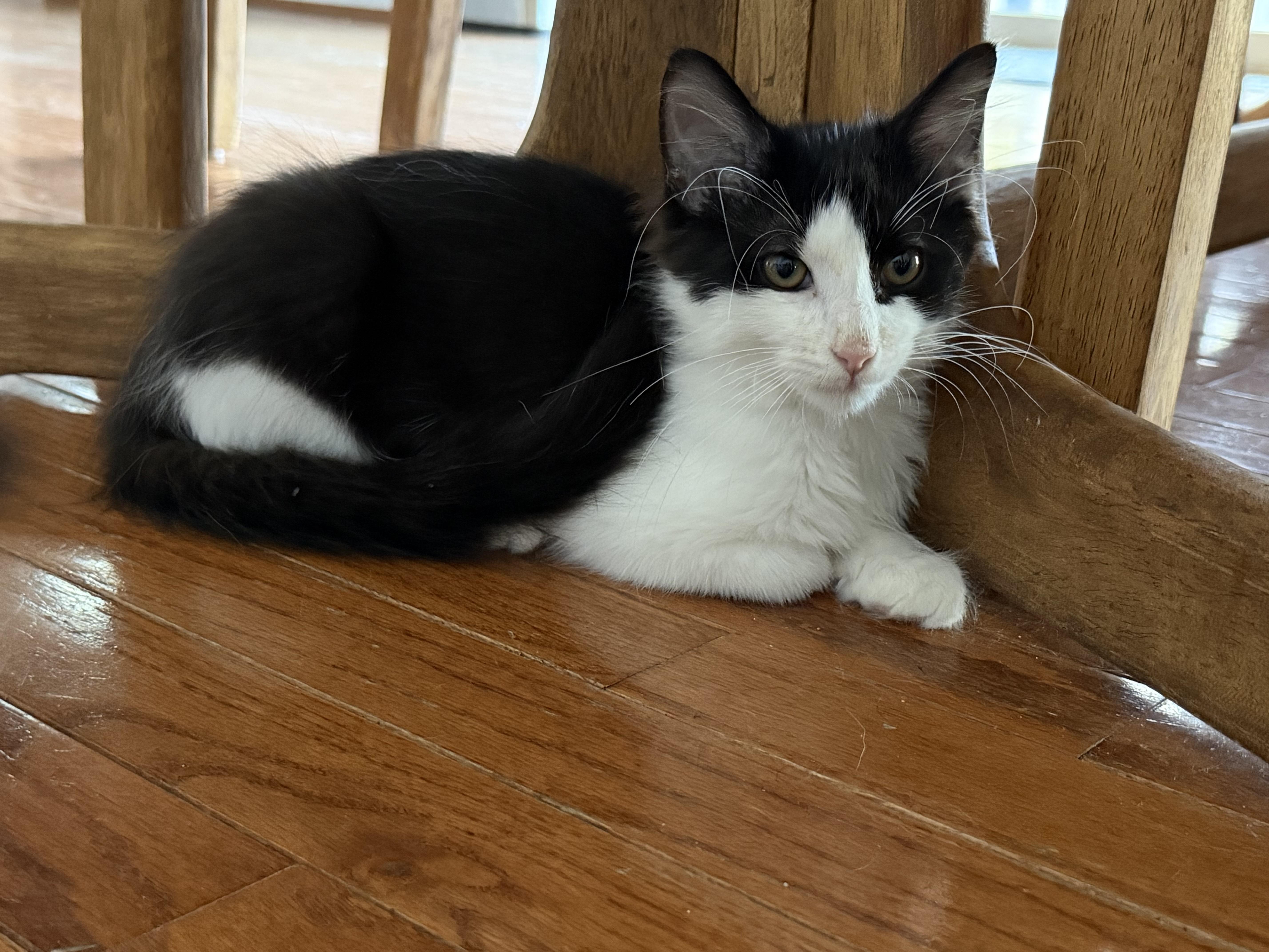 Enlarge Cookies & Cream, a Adoptable mixed breed in Crystal Lake, IL image 5/6