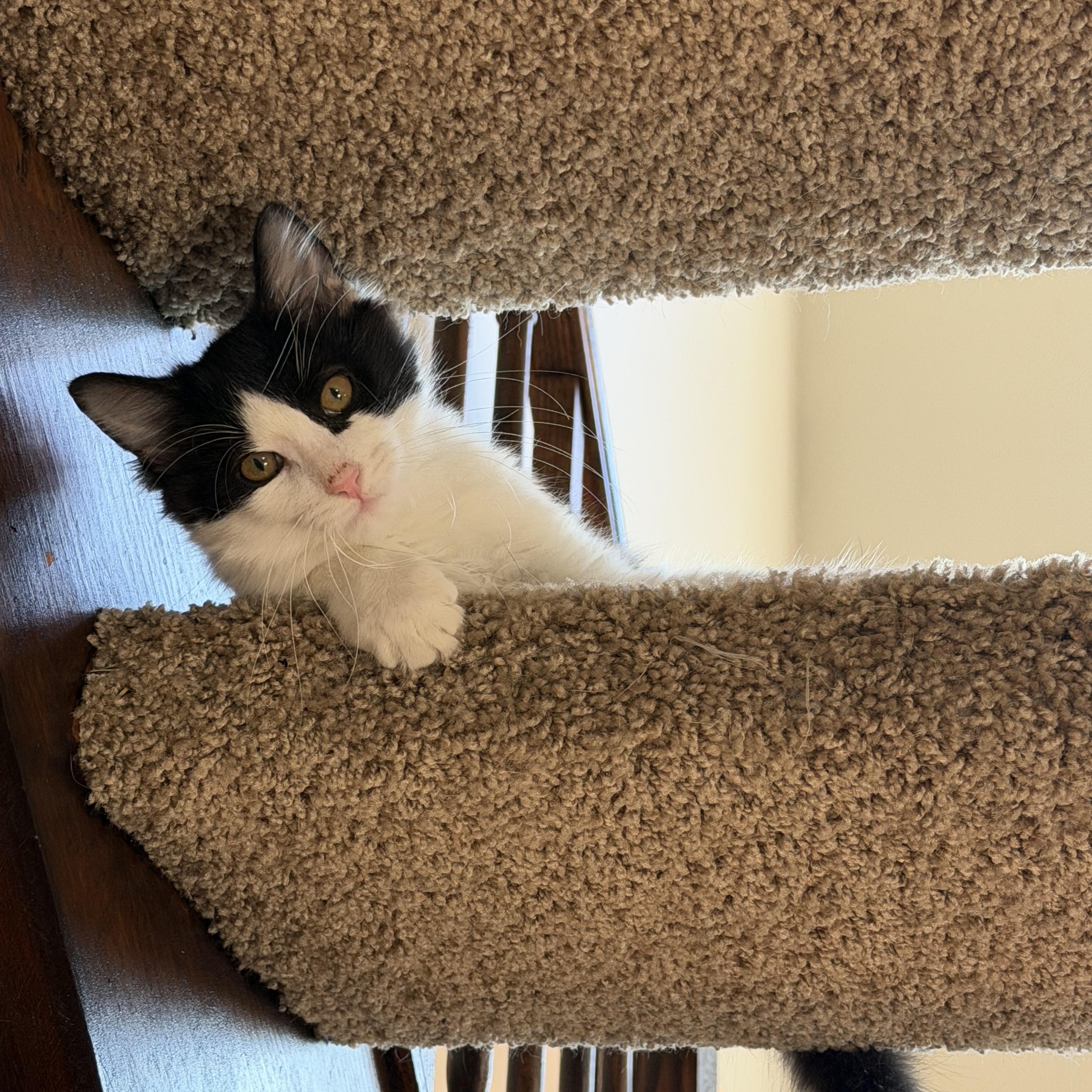 Enlarge Cookies & Cream, a Adoptable mixed breed in Crystal Lake, IL image 4/6