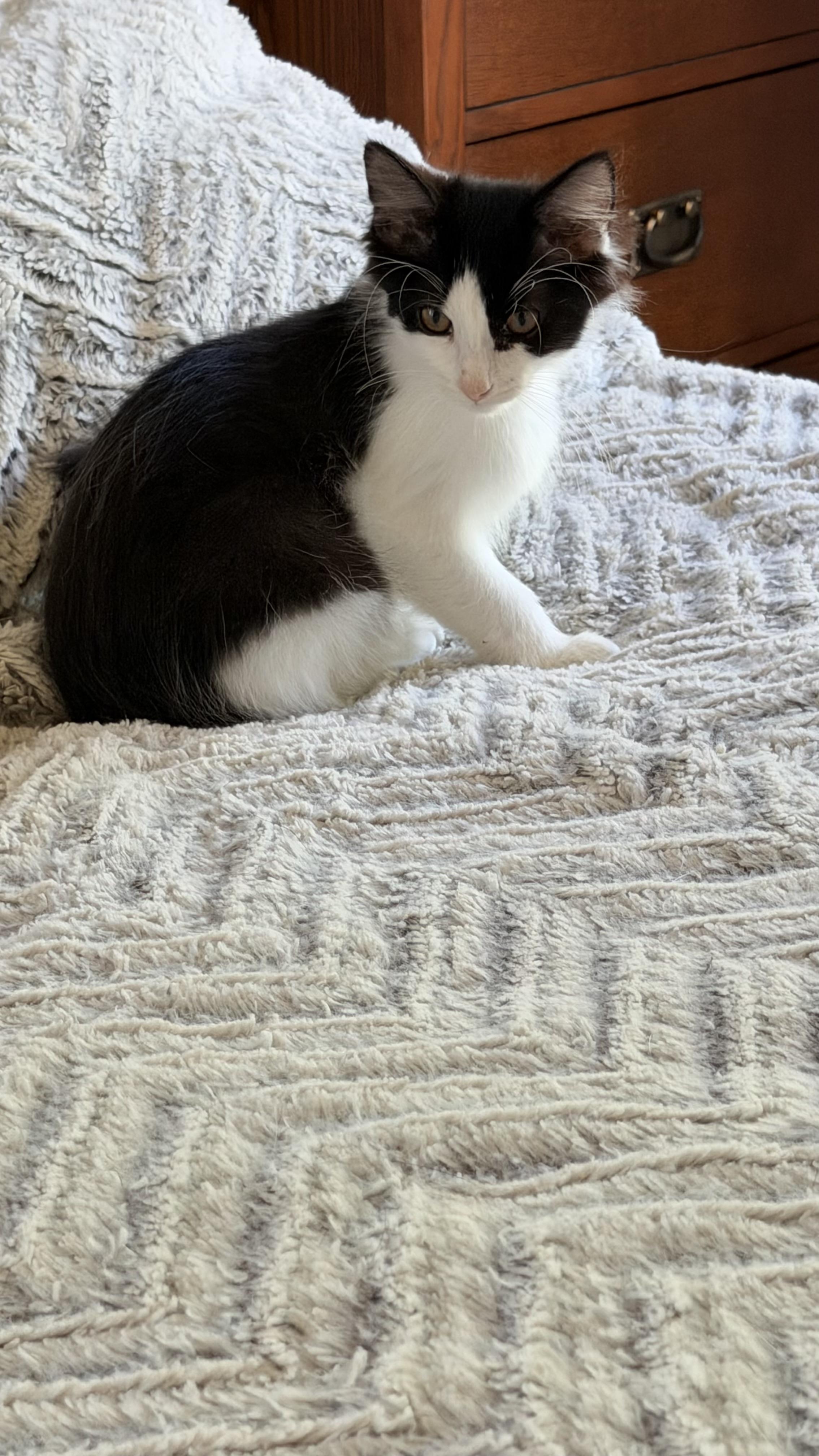 Enlarge Cookies & Cream, a Adoptable mixed breed in Crystal Lake, IL image 3/6
