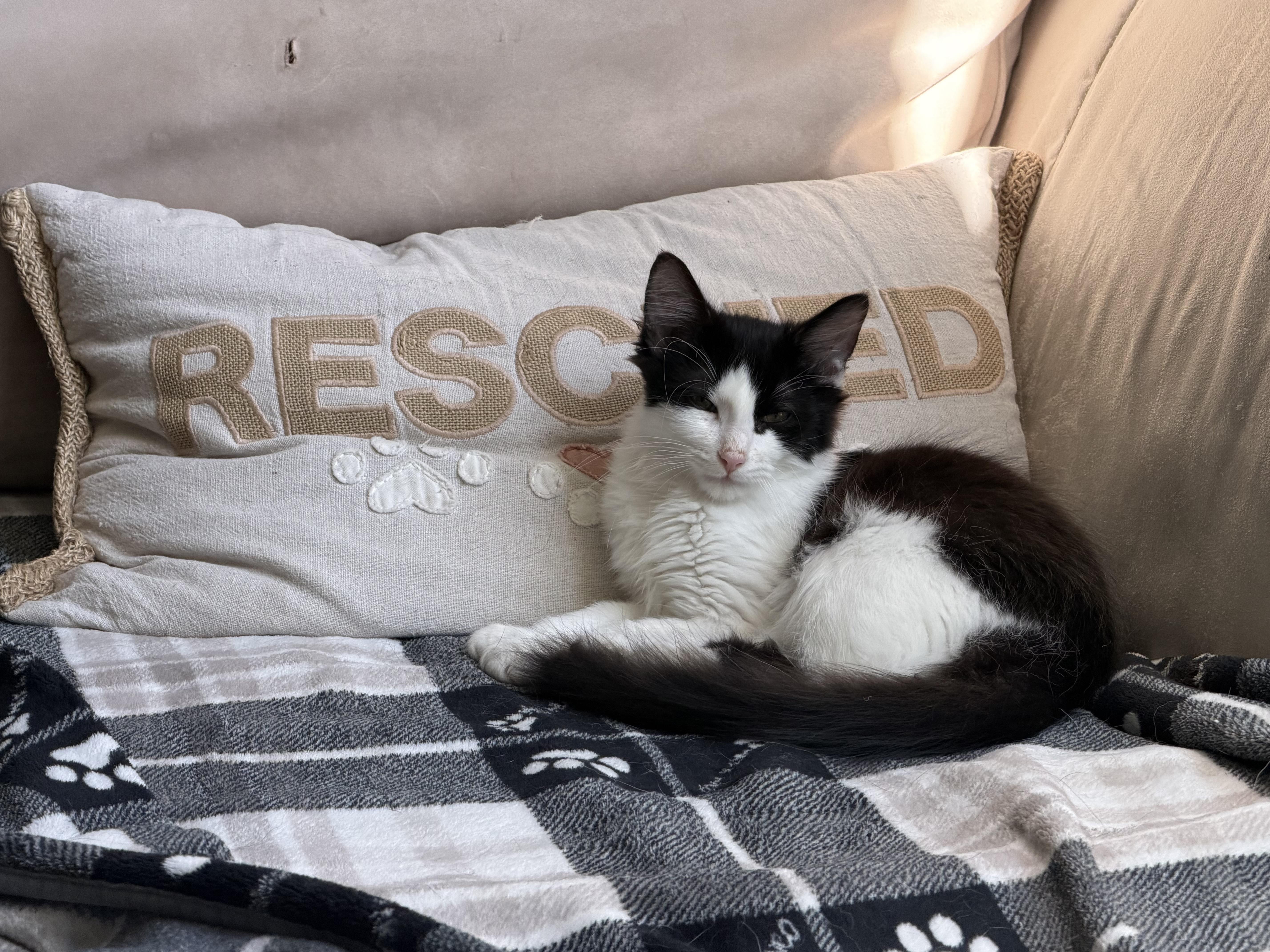 Enlarge Cookies & Cream, a Adoptable mixed breed in Crystal Lake, IL image 2/6