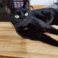 Oliver, adopted, Young Male Bombay & Domestic Short Hair.