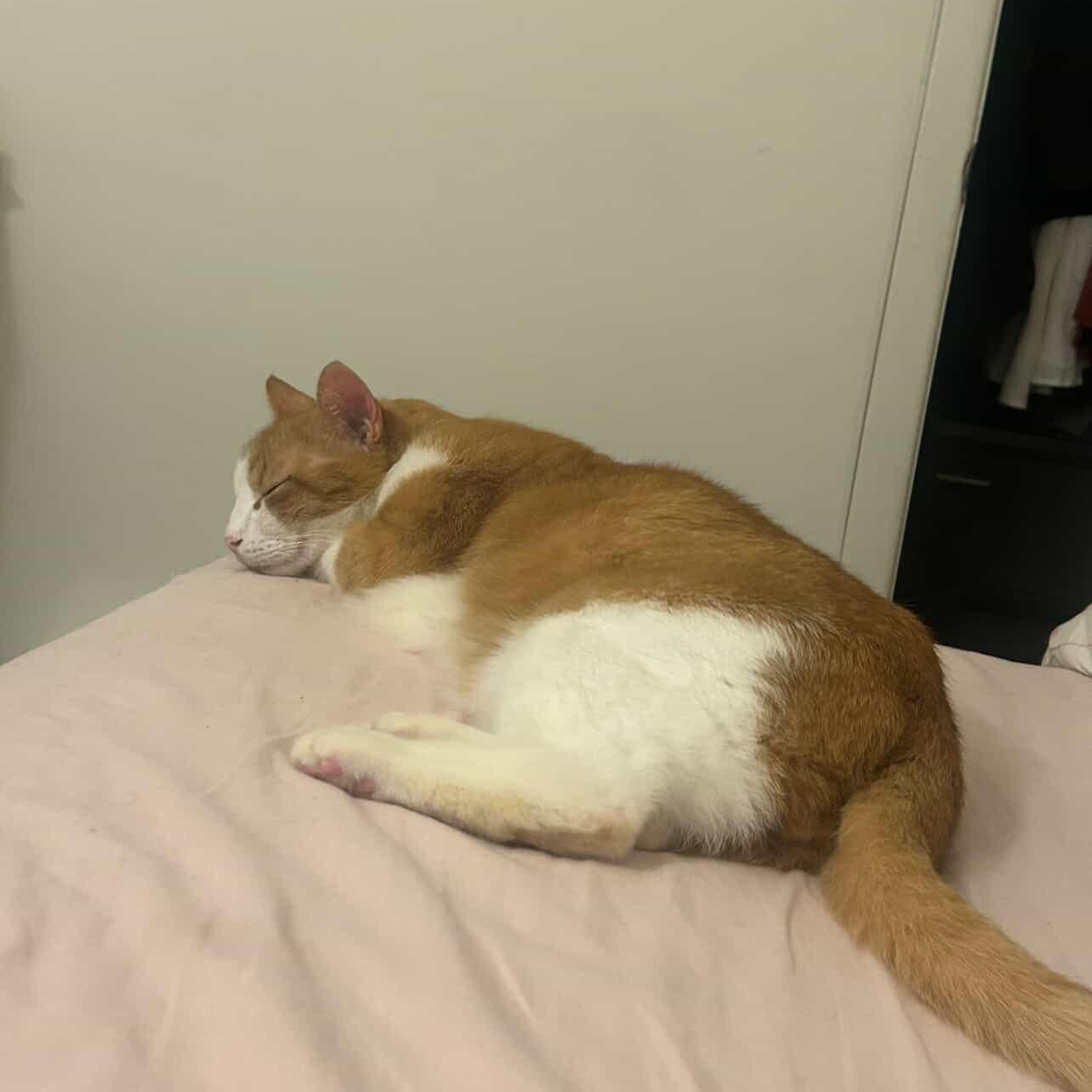 Cody, a ADOPTABLE American Shorthair in Highland Park, NJ image 4/4