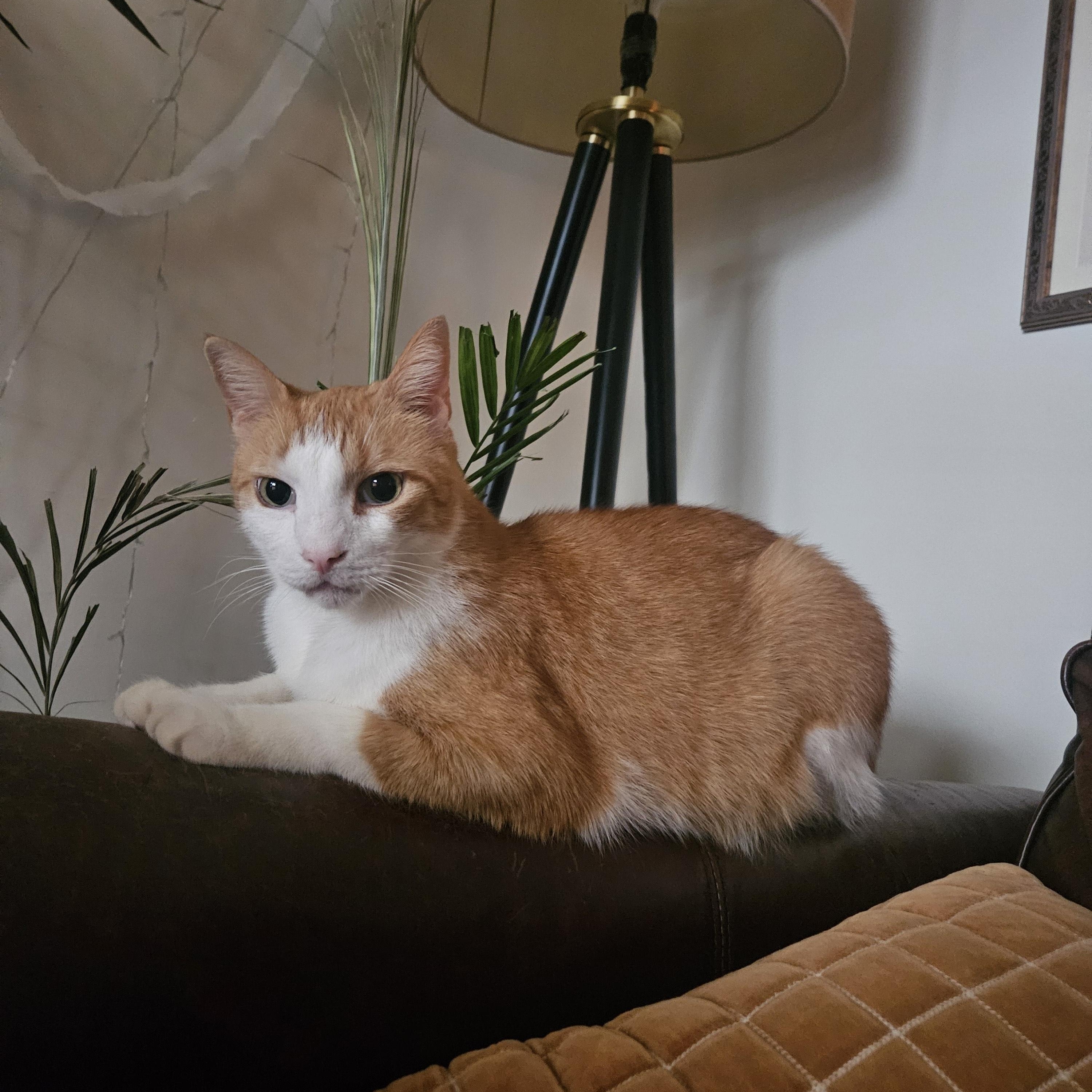 Cody, a ADOPTABLE American Shorthair in Highland Park, NJ image 2/4