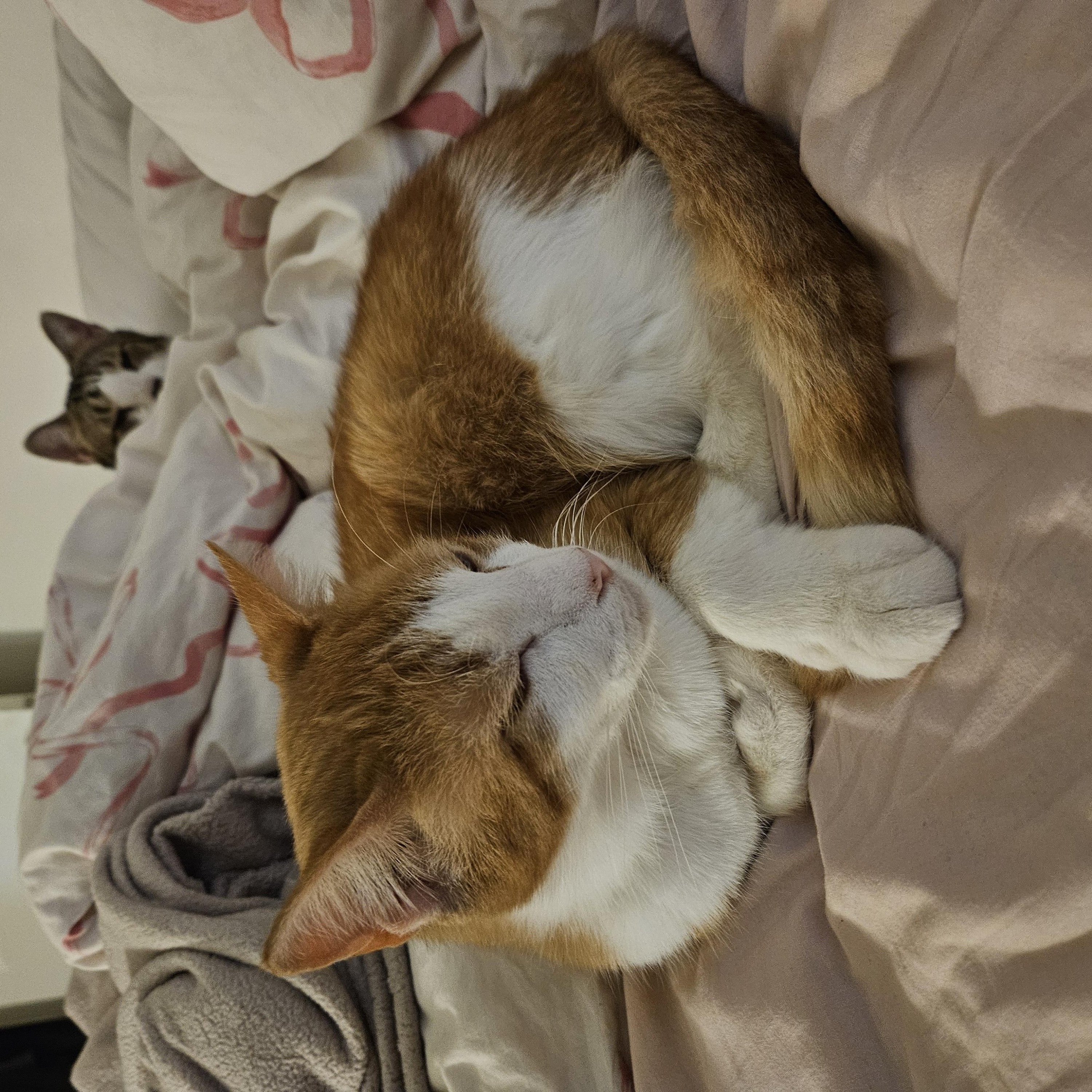 Cody, a ADOPTABLE American Shorthair in Highland Park, NJ image 3/4