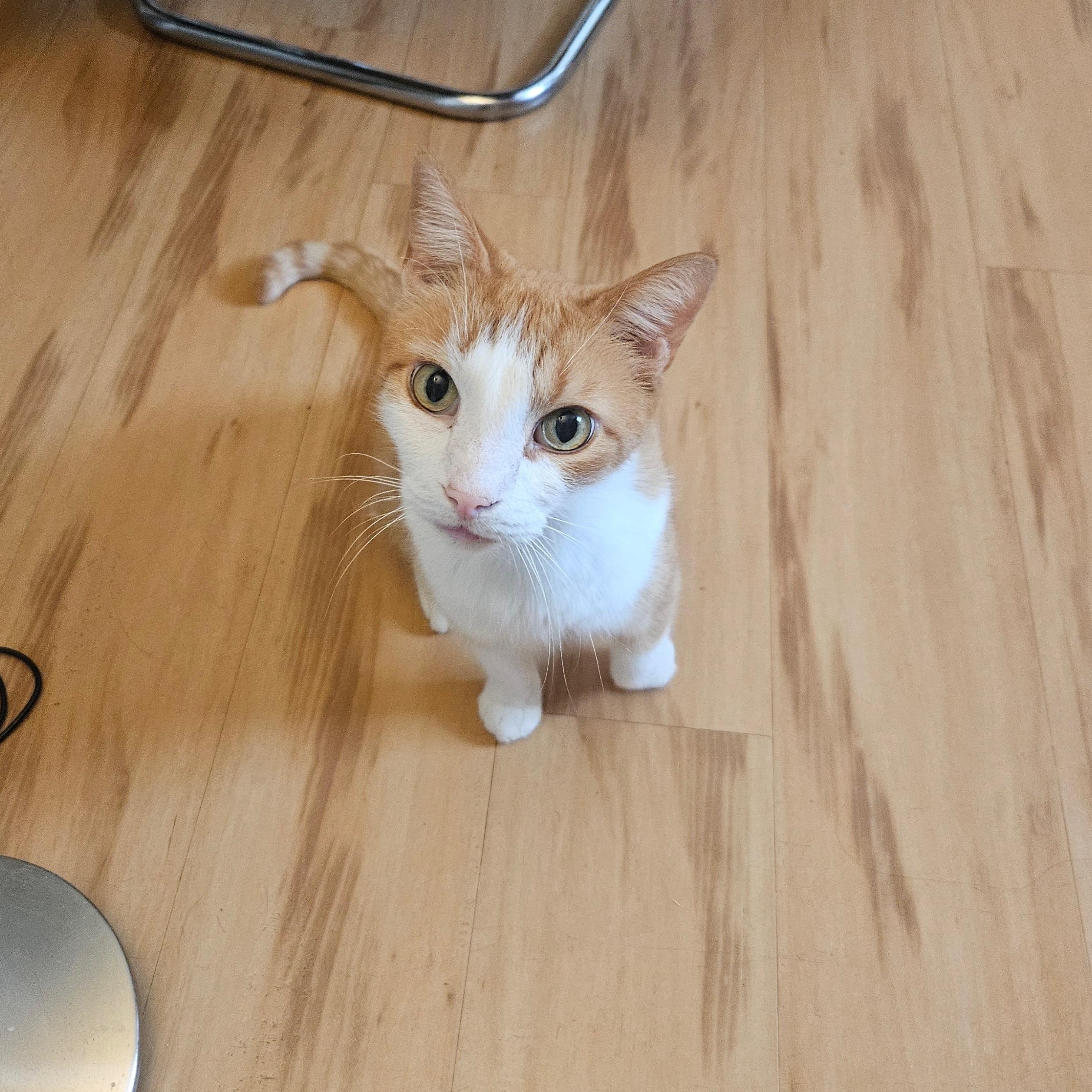 Cody, ADOPTABLE, Young Male Domestic Short Hair.