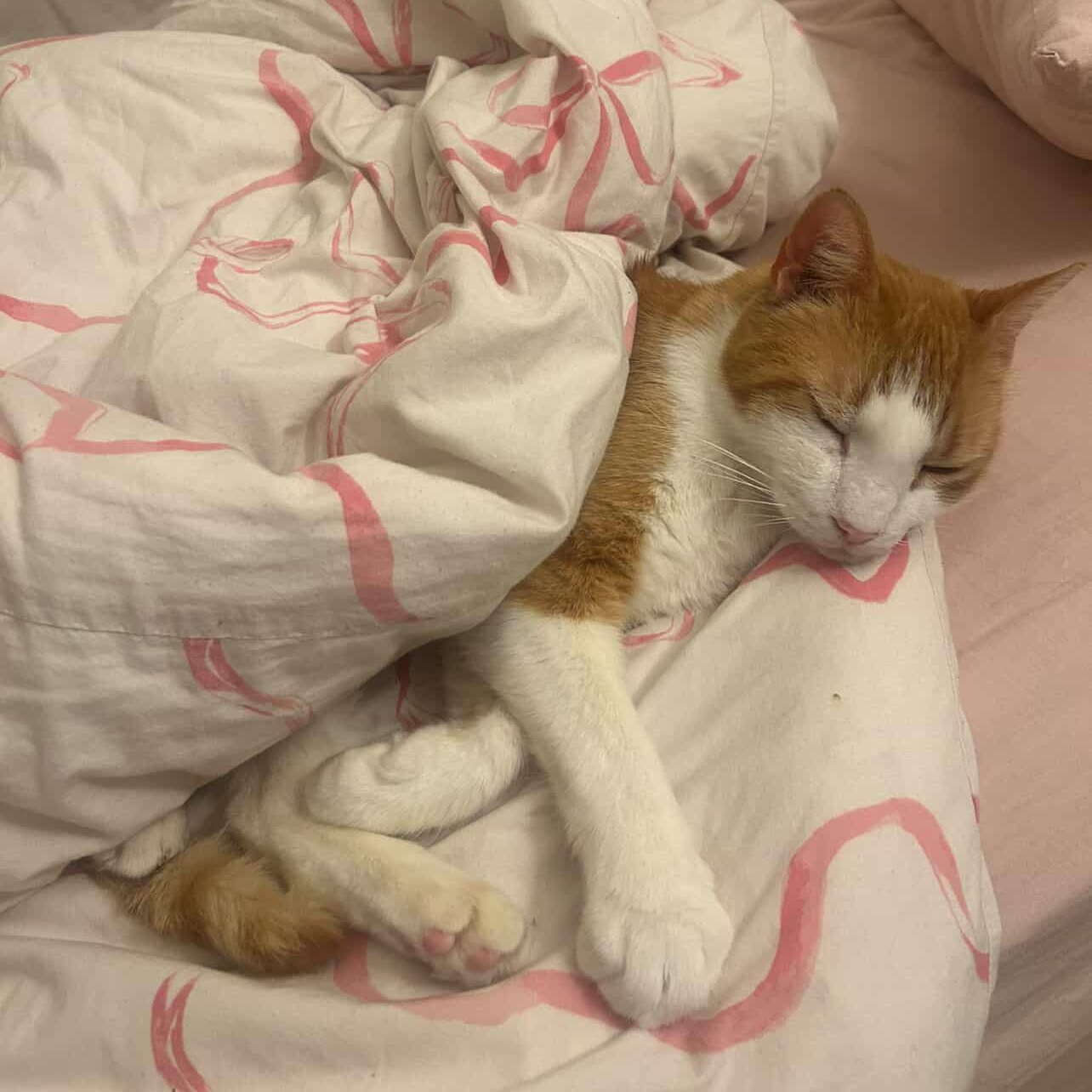 Cody, ADOPTABLE, Young Male American Shorthair.