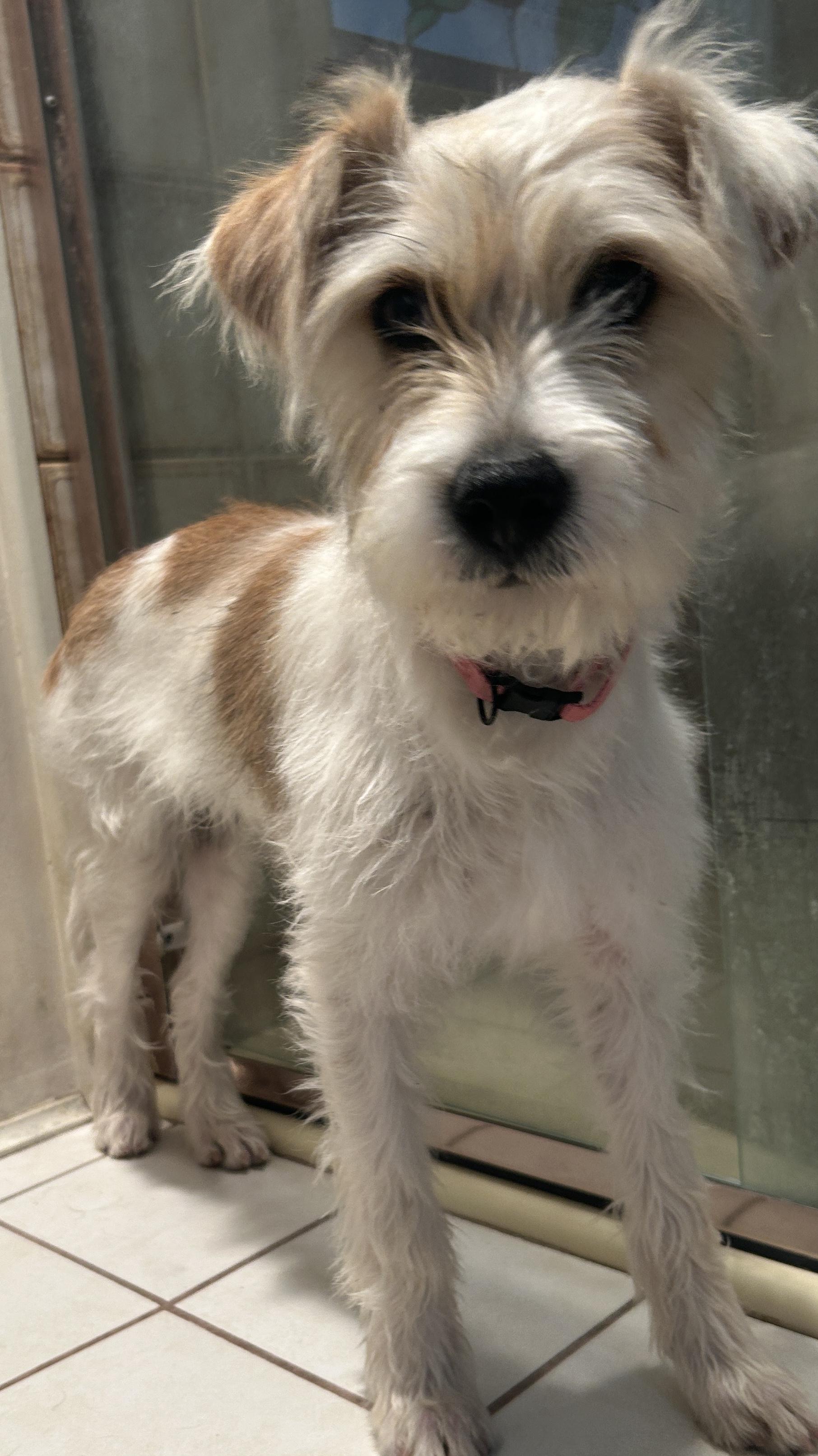 ROMA, ADOPTABLE, Young Female Spaniel.