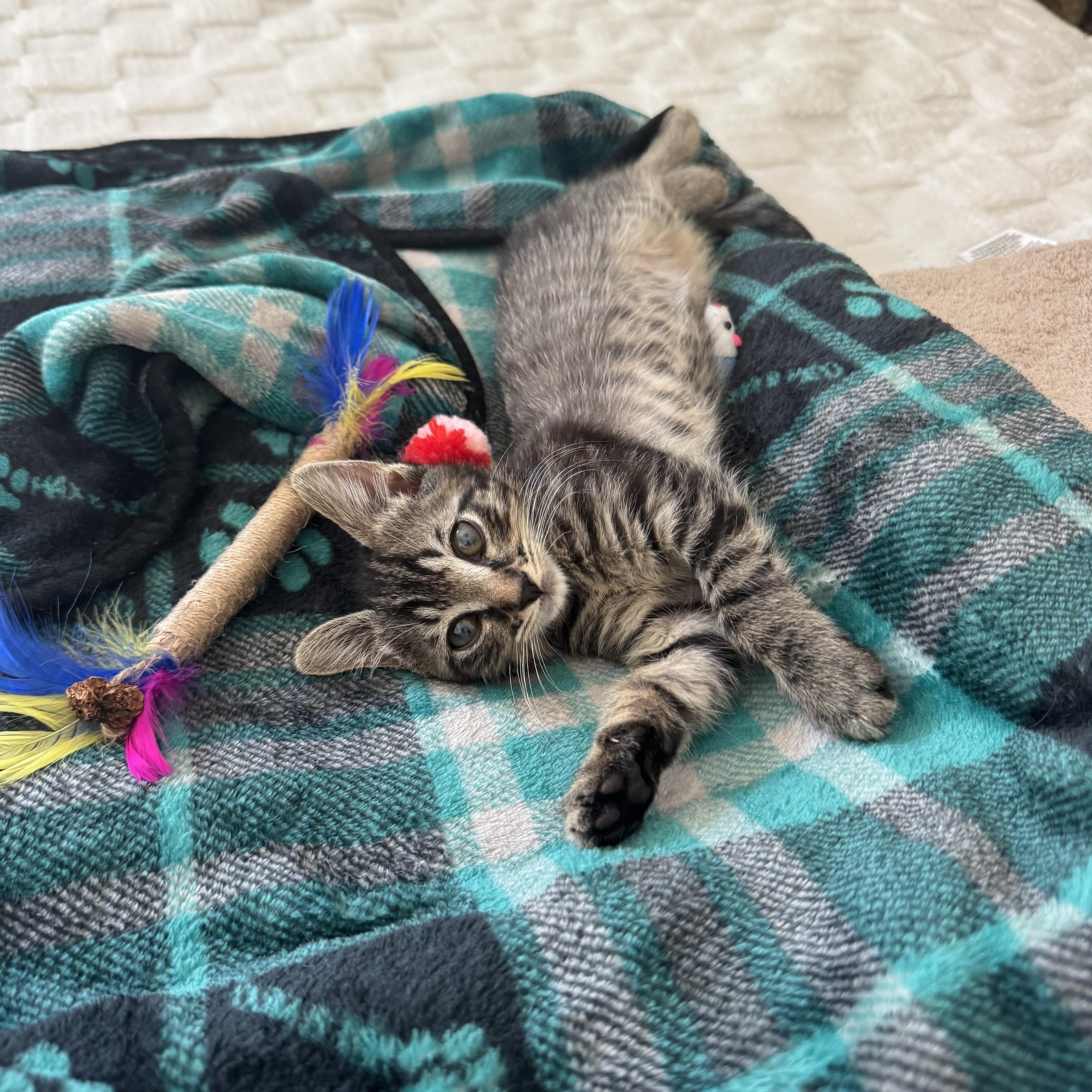 Enlarge Abby, a ADOPTABLE mixed breed in Windermere, FL image 5/5