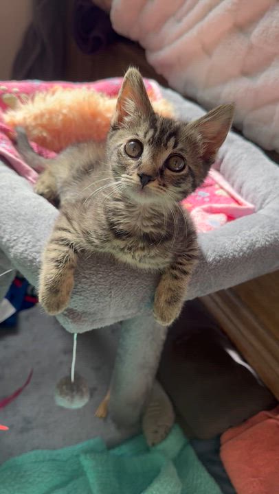 Enlarge Abby, a ADOPTABLE mixed breed in Windermere, FL video 4/5