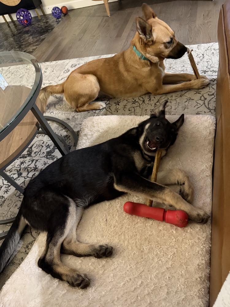 Sasha, Adoptable, Puppy Female German Shepherd Dog.