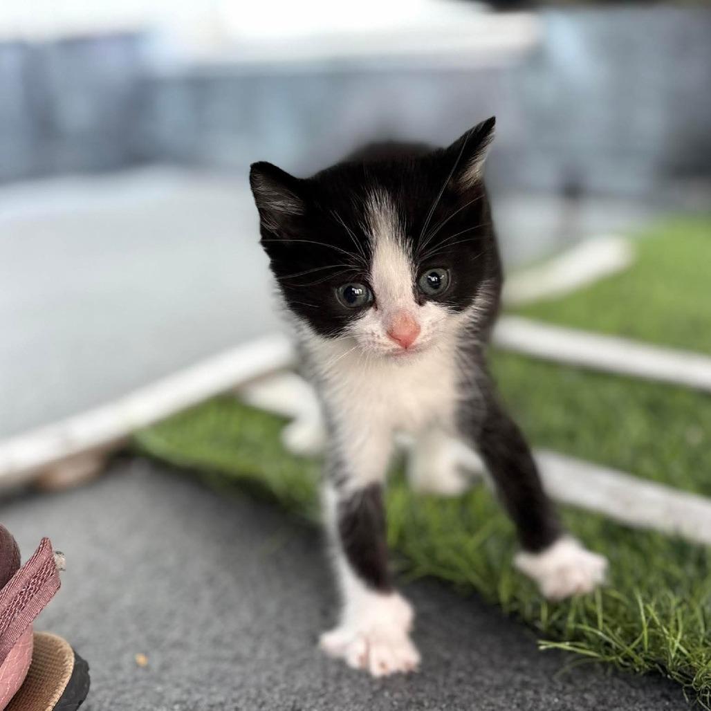 Mousse, Adoptable, Kitten Male Domestic Short Hair.