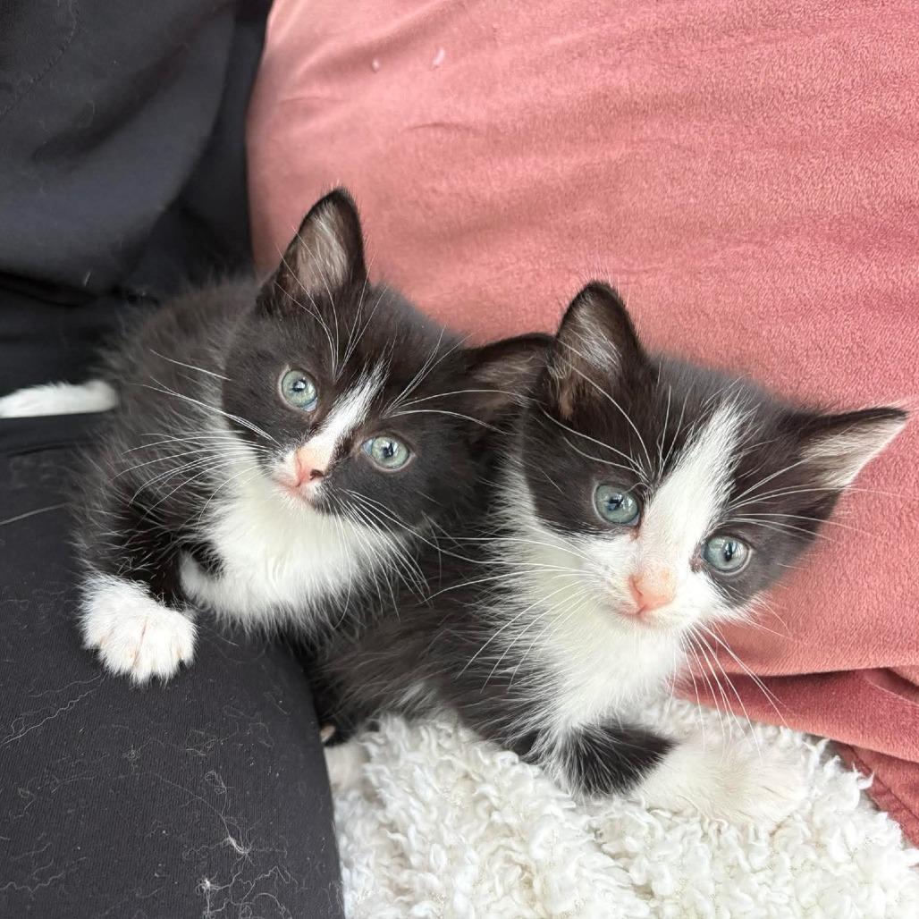 Enlarge Mousse, a Adoptable Domestic Short Hair in Lexington, KY image 2/5