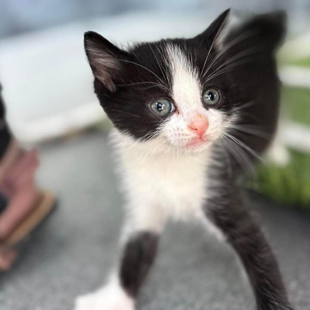 Enlarge Mousse, a Adoptable Domestic Short Hair in Lexington, KY image 3/5