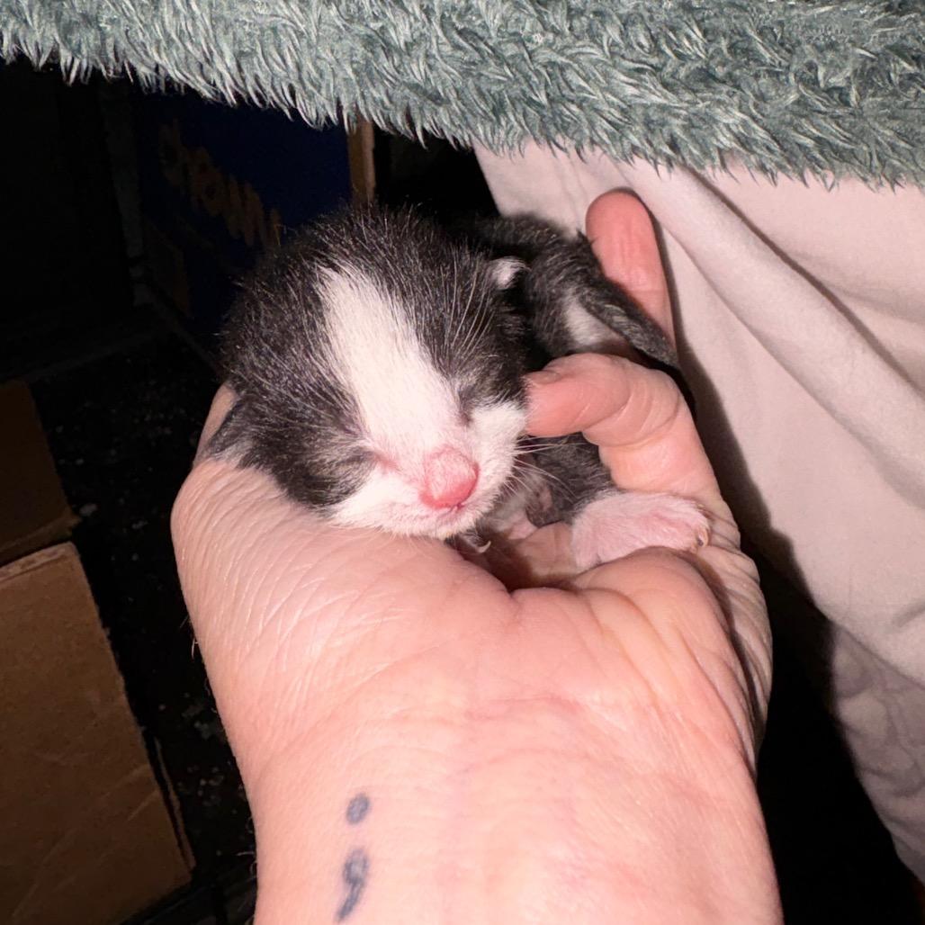 Enlarge Mousse, a Adoptable Domestic Short Hair in Lexington, KY image 4/5