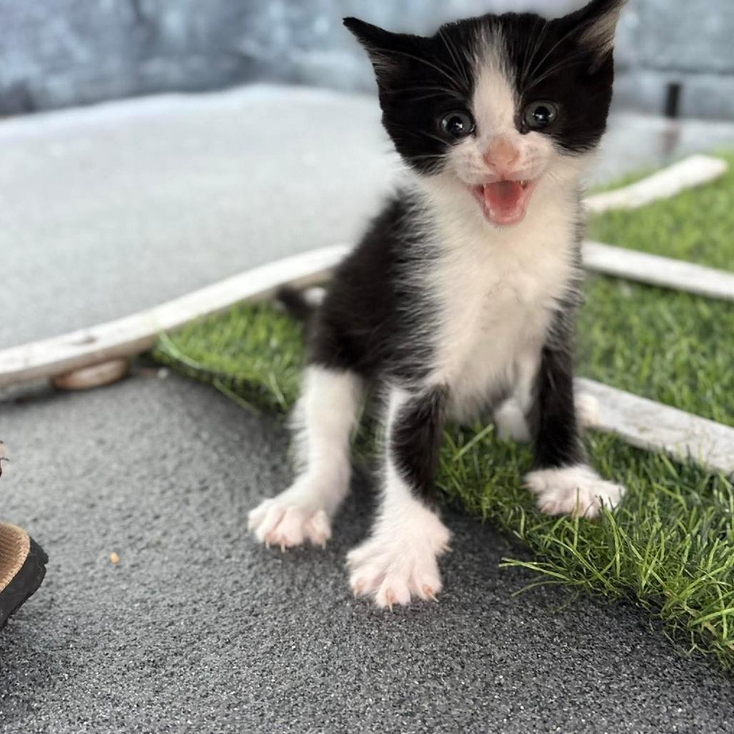 Enlarge Mousse, a Adoptable Domestic Short Hair in Lexington, KY image 5/5
