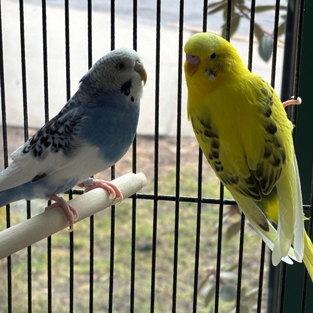 Precious with D'light -50%off-In Foster, Adoptable, Adult Female Parakeet (Other).