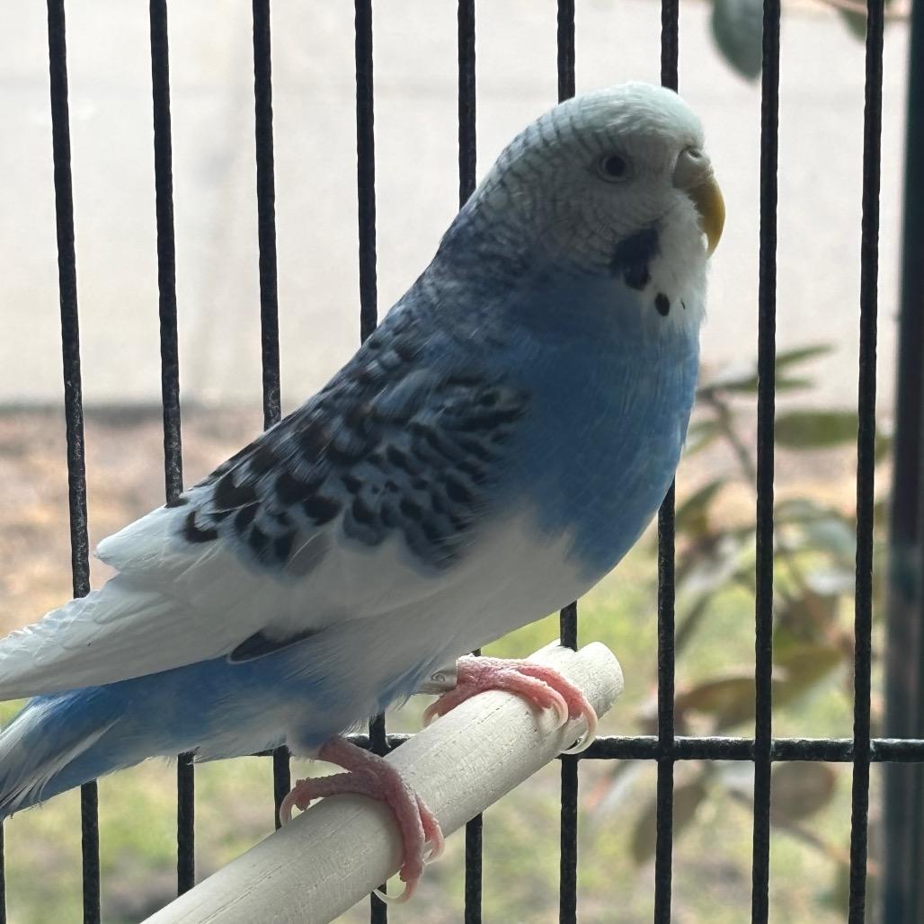 Enlarge Precious with D'light -50%off-In Foster, a Adoptable Parakeet (Other) in Springfield, MA image 2/3