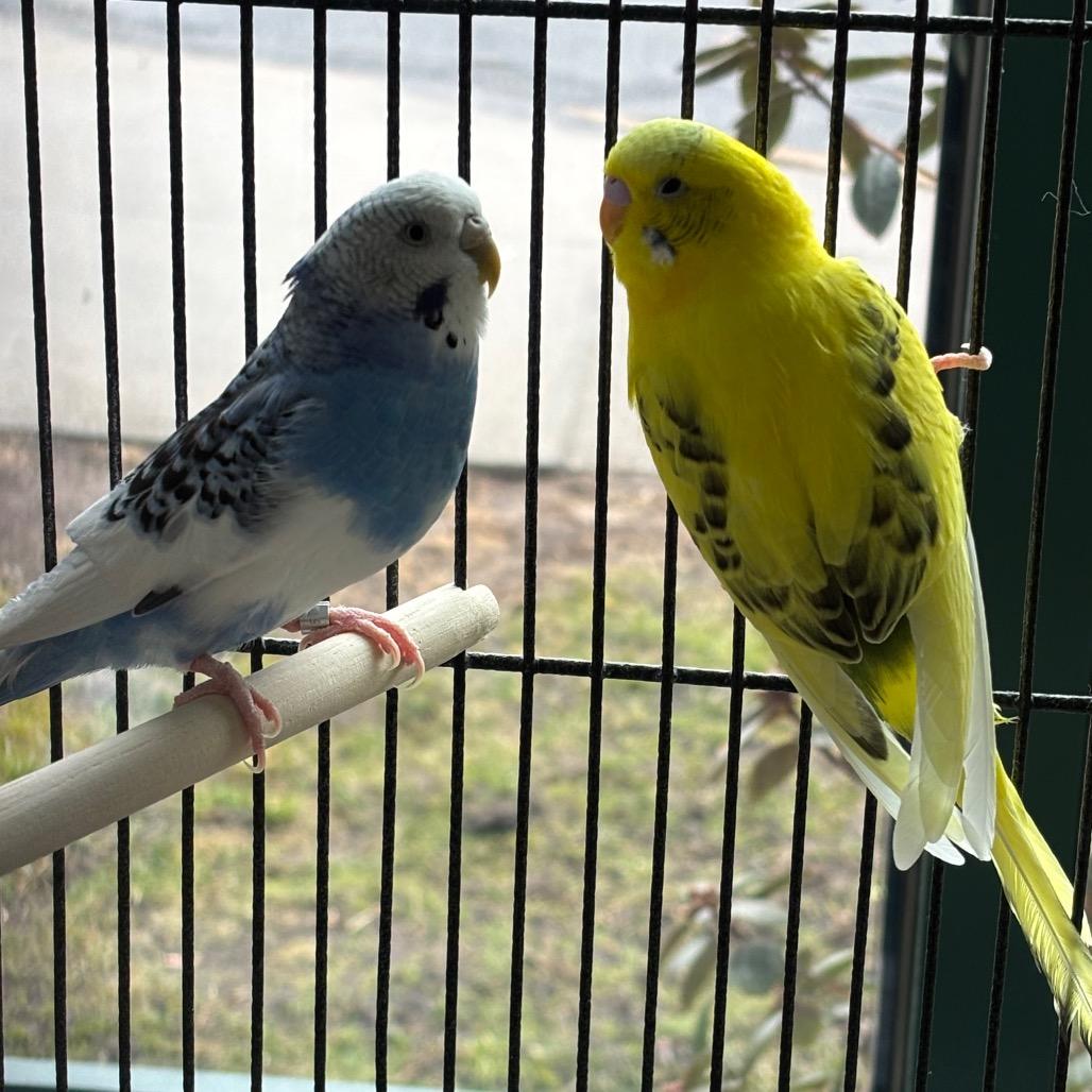 Enlarge Precious with D'light -50%off-In Foster, a Adoptable Parakeet (Other) in Springfield, MA image 3/3