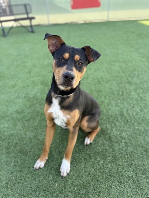 Enlarge TIGGER, a Adoptable Rottweiler in Castaic, CA image 1/1