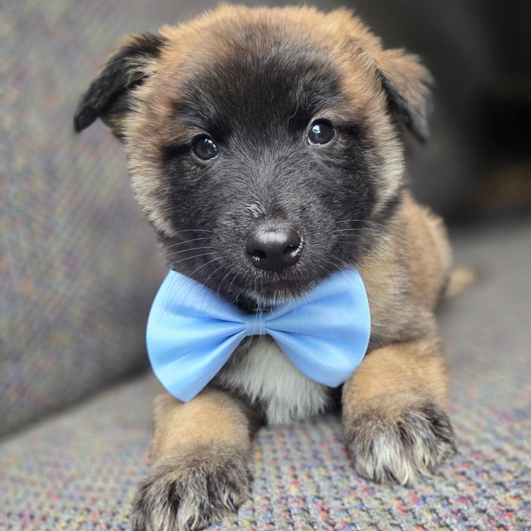 Enlarge Remy, a Adoptable mixed breed in Charlotte , NC image 2/6