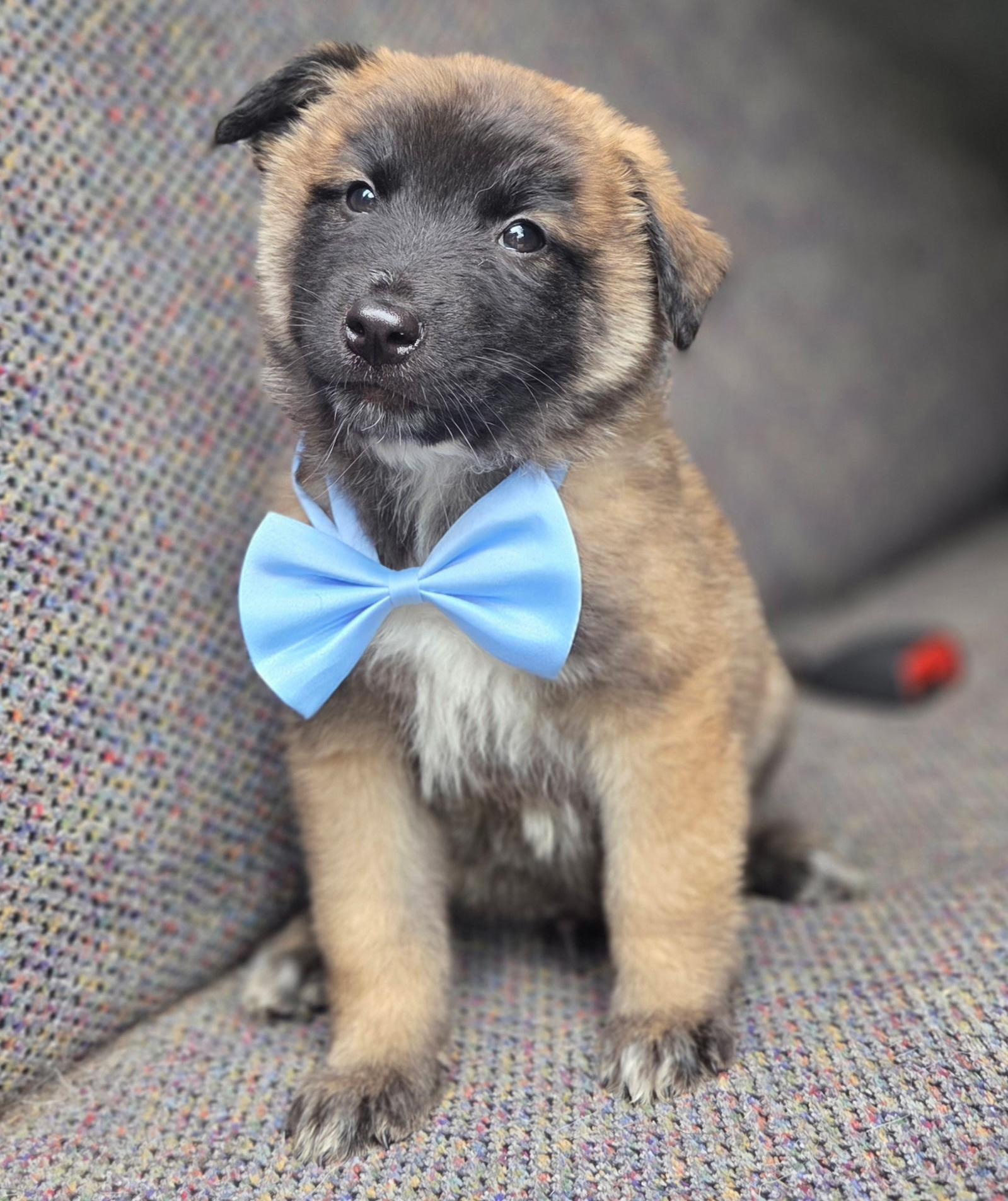 Enlarge Remy, a Adoptable mixed breed in Charlotte , NC image 1/6