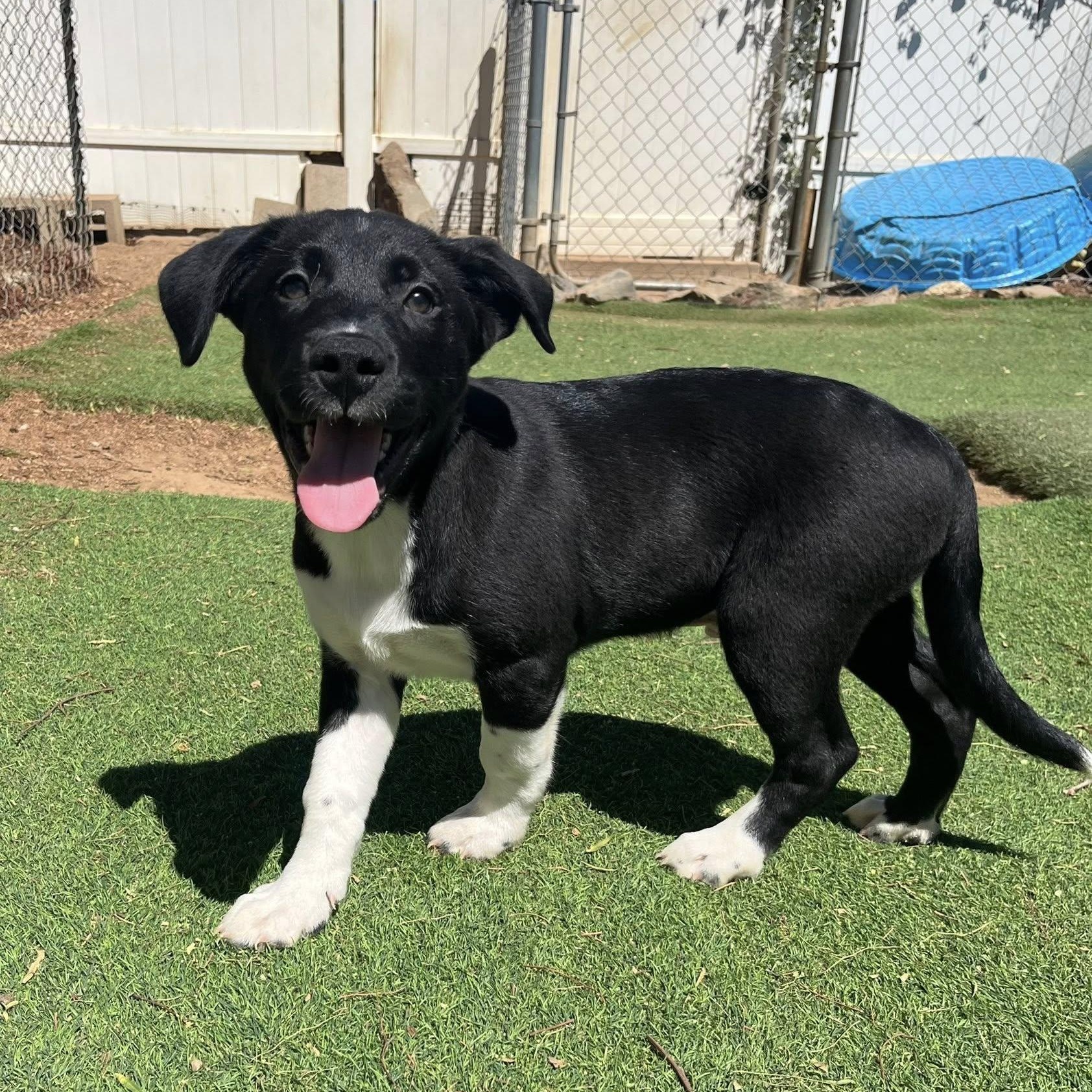 Pit-Shepherd mix puppy