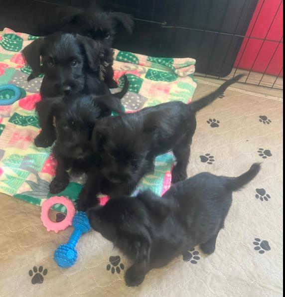 Pit-Shepherd mix puppy