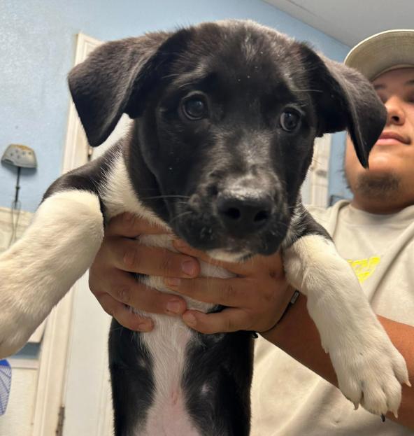 Pit-Shepherd mix puppy