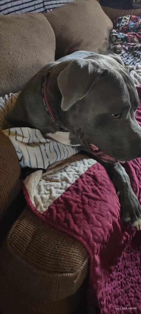 Louie (aka Nipsey), a Adoptable mixed breed in Mishawaka, IN image 1/6