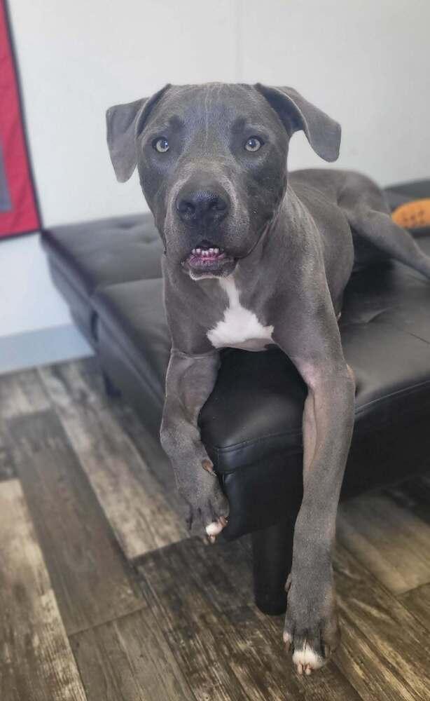 Louie (aka Nipsey), a Adoptable mixed breed in Mishawaka, IN image 2/6