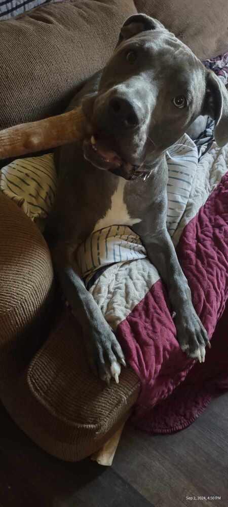 Louie (aka Nipsey), a Adoptable mixed breed in Mishawaka, IN image 3/6