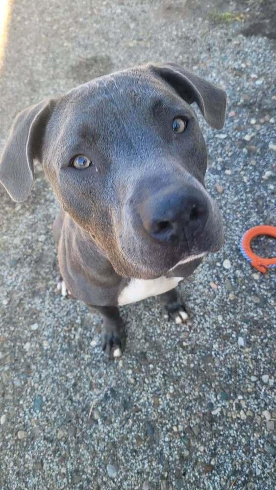 Louie (aka Nipsey), a Adoptable mixed breed in Mishawaka, IN image 4/6