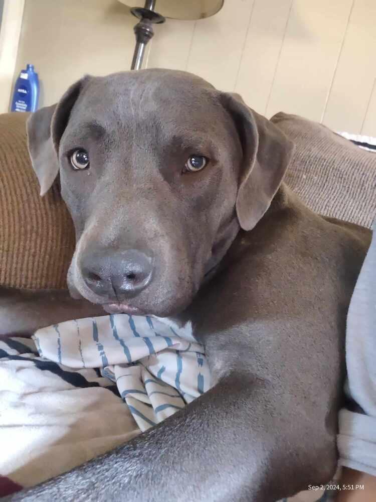 Louie (aka Nipsey), a Adoptable mixed breed in Mishawaka, IN image 6/6