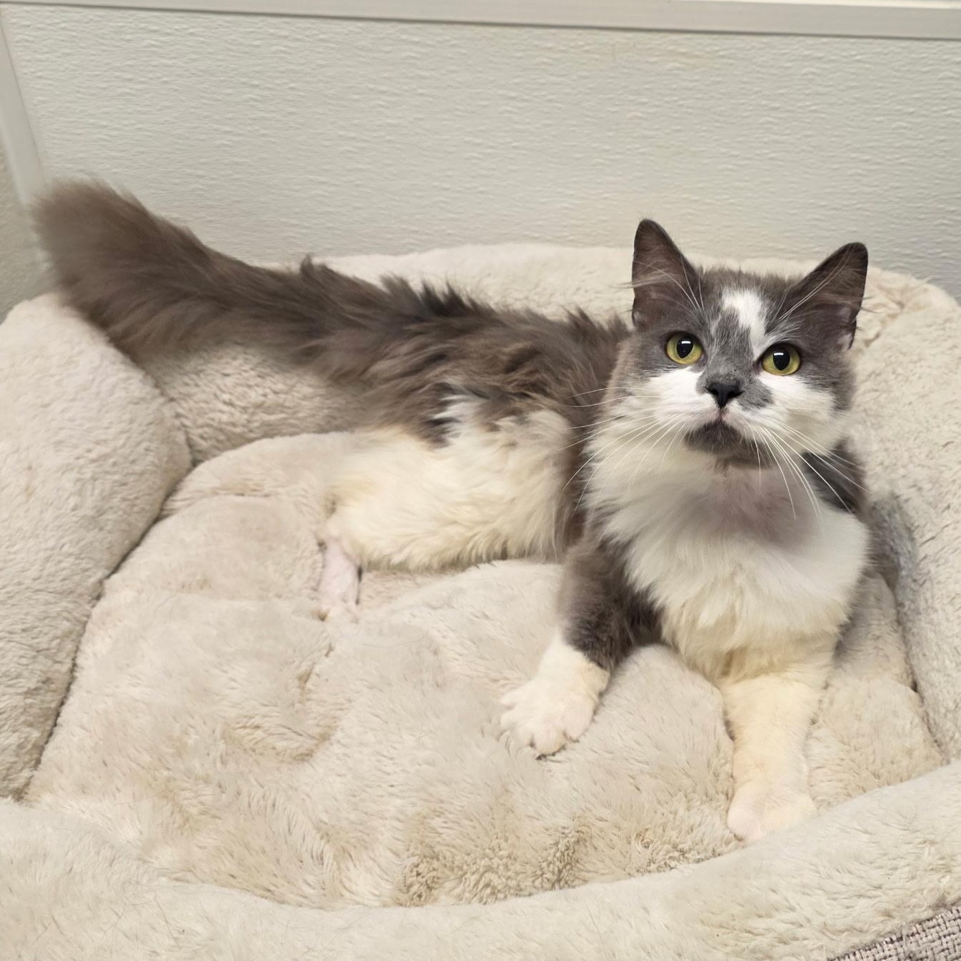 Enlarge Berlioz, a Adoptable mixed breed in Greensboro, NC image 5/6