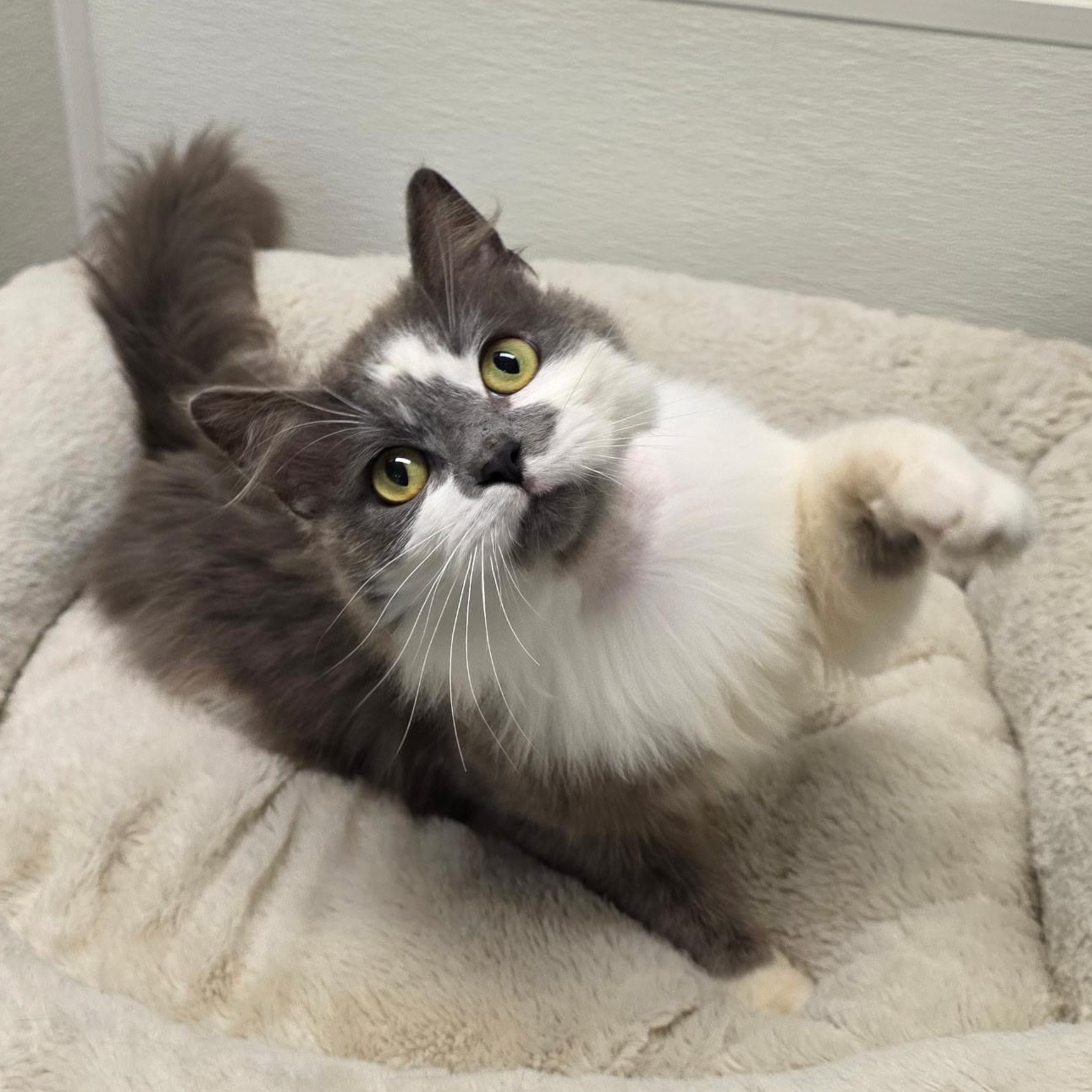 Berlioz, Adoptable, Adult Male Domestic Medium Hair.