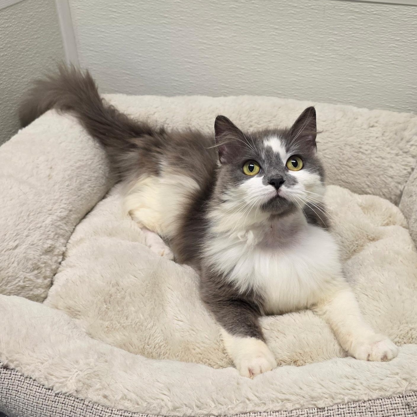 Enlarge Berlioz, a Adoptable mixed breed in Greensboro, NC image 2/6