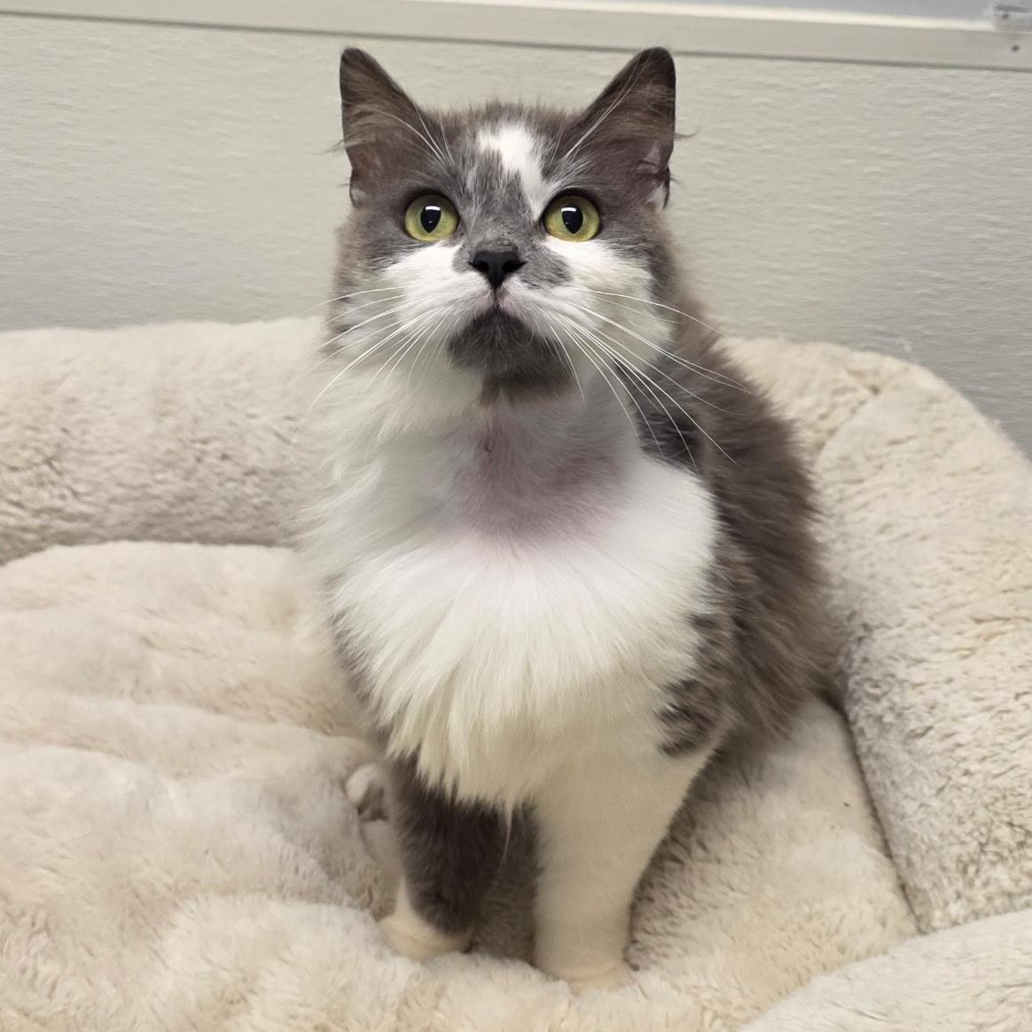 Enlarge Berlioz, a Adoptable mixed breed in Greensboro, NC image 4/6