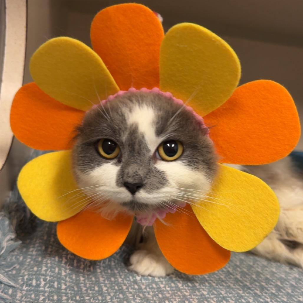 Enlarge Berlioz, a Adoptable mixed breed in Greensboro, NC image 6/6