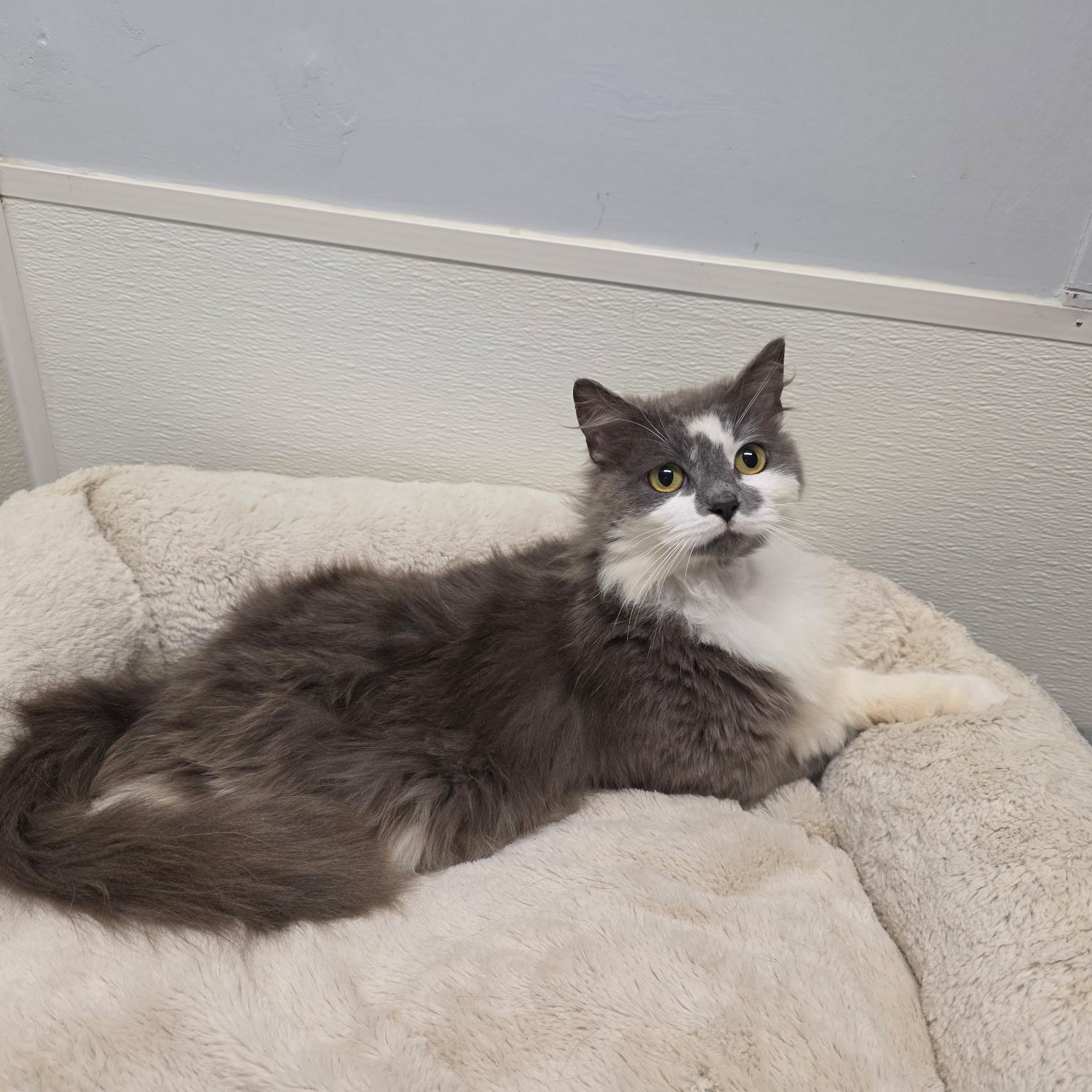 Enlarge Berlioz, a Adoptable mixed breed in Greensboro, NC image 3/6