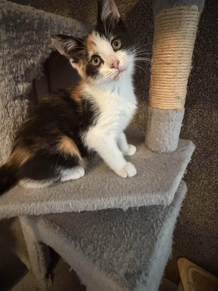 Enlarge Pebbles, an adopted Calico in Cleveland, OH image 3/4