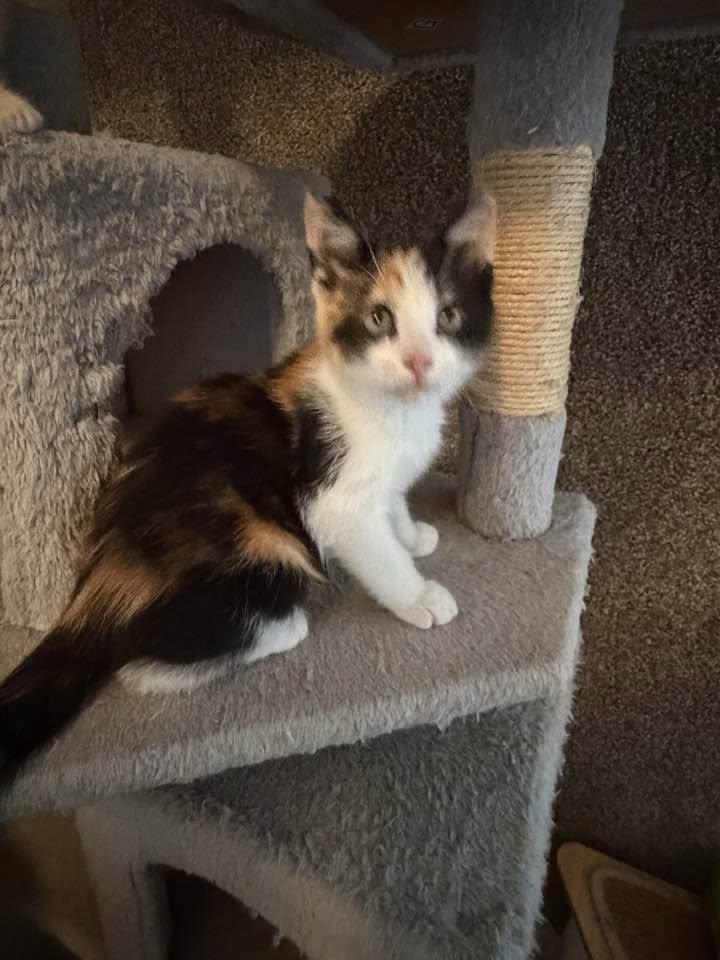 Enlarge Pebbles, an adopted Calico in Cleveland, OH image 4/4